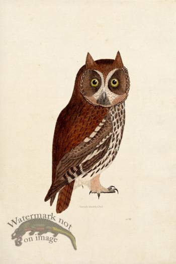 KO 13 Female Mottle Owl
